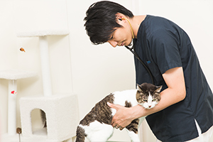 猫の診察