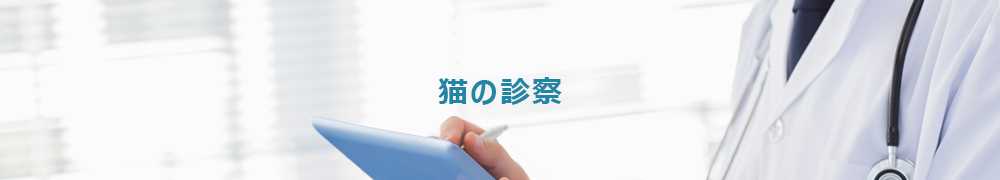 猫の診察