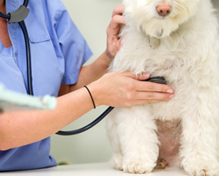 通常検診・診察