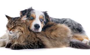 犬とネコの避妊・去勢