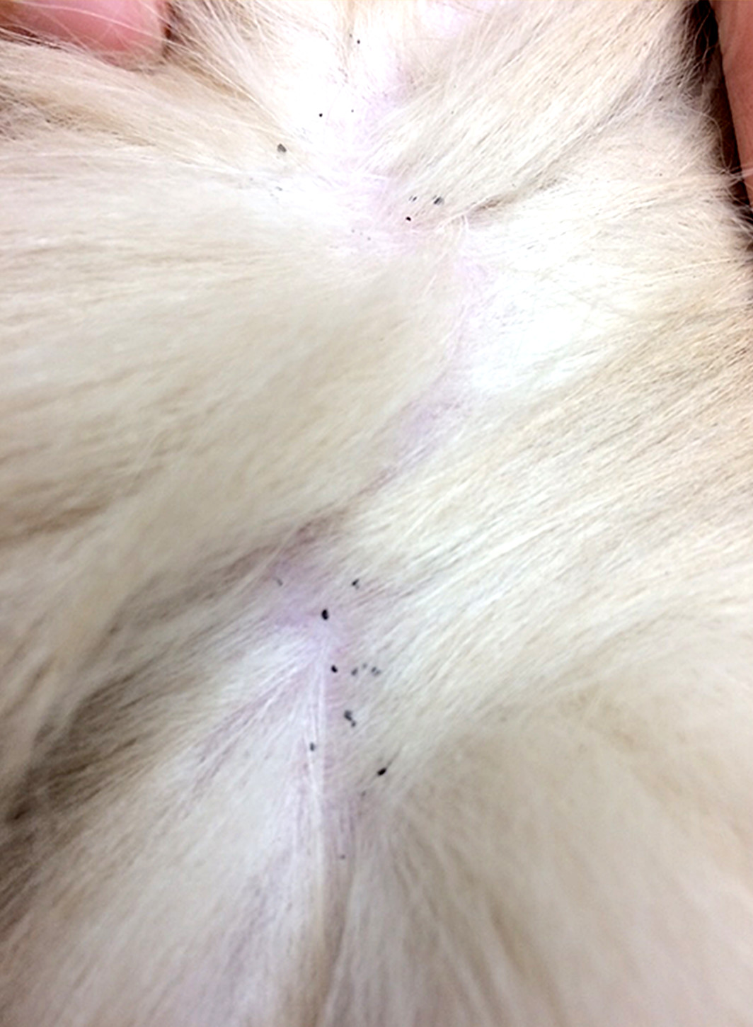 ノミ・ダニ予防