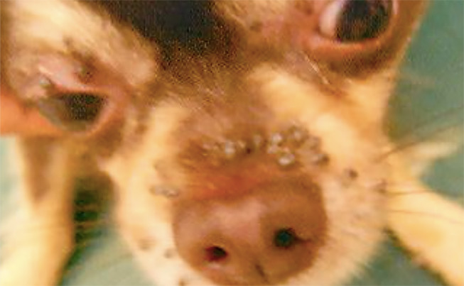 ノミ・ダニ予防