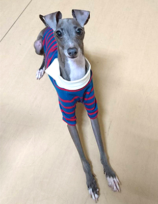 パピーケアクラス