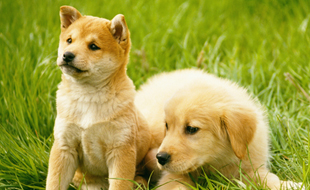 アトピー・アレルギー