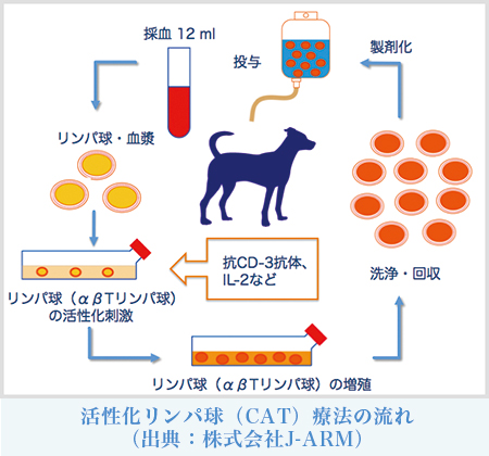 活性化リンパ球療法
